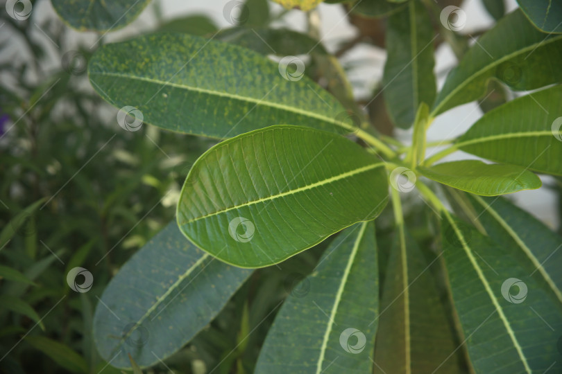 Скачать Экзотический кустарник зеленый фотосток Ozero