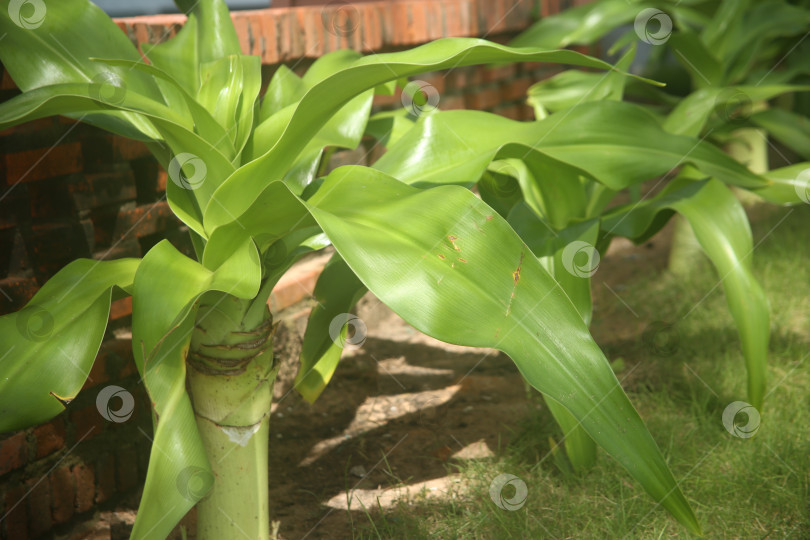 Скачать Экзотический кустарник зелены фотосток Ozero