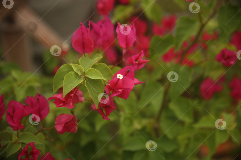 Скачать Цветок розовый бугенвиллея фотосток Ozero