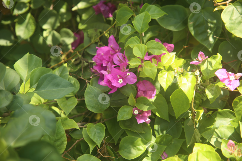 Скачать Цветок розовый бугенвиллея фотосток Ozero