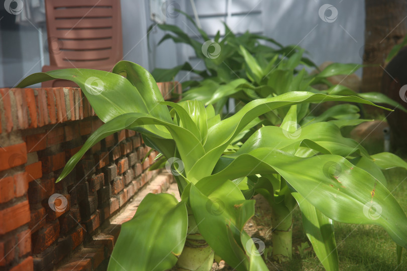 Скачать Экзотический кустарник зеленый фотосток Ozero