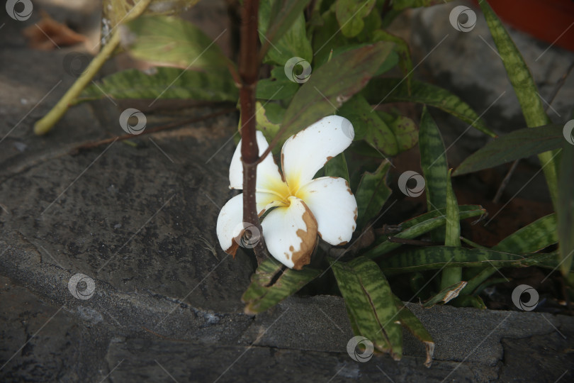 Скачать Белые цветы красивые фотосток Ozero