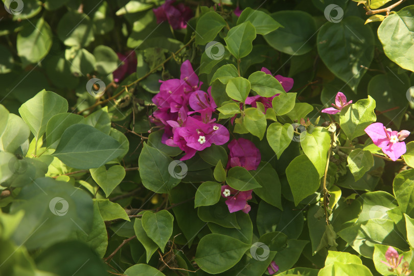 Скачать Цветок розовый бугенвиллея фотосток Ozero