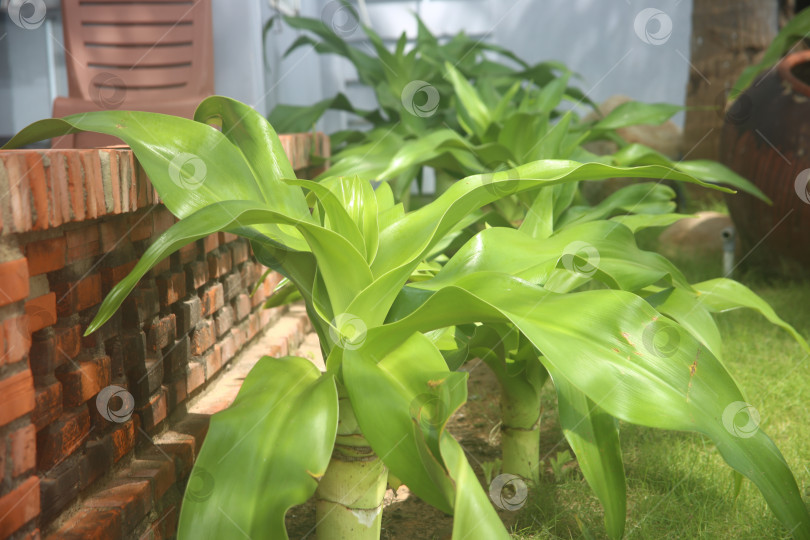 Скачать Экзотический кустарник зеленый фотосток Ozero