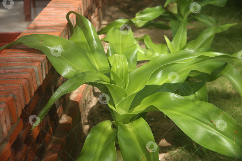 Скачать Экзотический кустарник зеленый фотосток Ozero