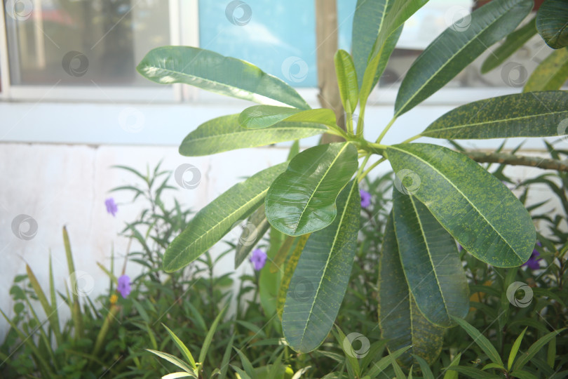 Скачать Кустарник зеленый у дороги фотосток Ozero