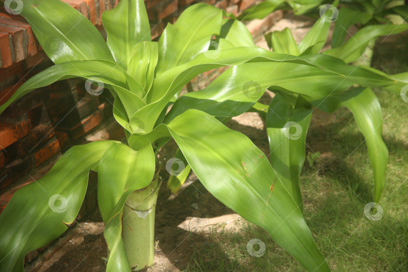 Скачать Экзотический кустарник зеленый фотосток Ozero