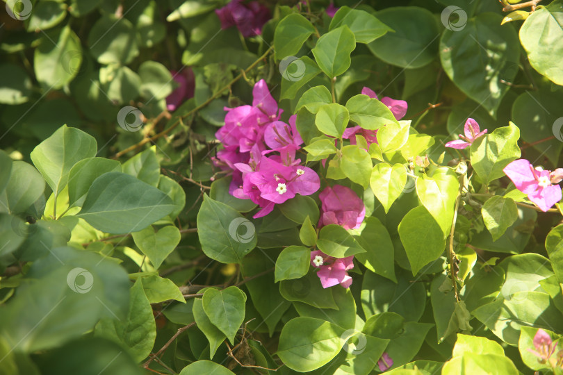 Скачать Цветок розовый бугенвиллея фотосток Ozero
