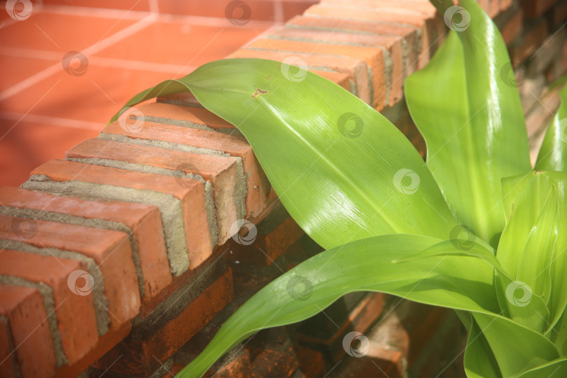 Скачать Экзотический кустарник зеленый фотосток Ozero