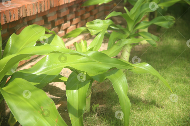 Скачать Экзотический кустарник зеленый фотосток Ozero