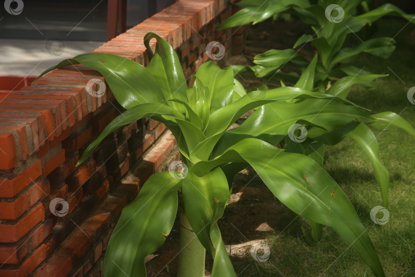 Скачать Экзотический кустарник зеленый фотосток Ozero