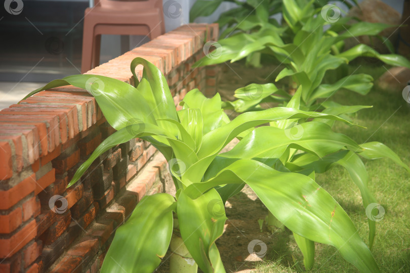 Скачать Экзотический кустарник зеленый фотосток Ozero