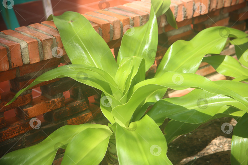 Скачать Цветок и зеленое растение в саду фотосток Ozero