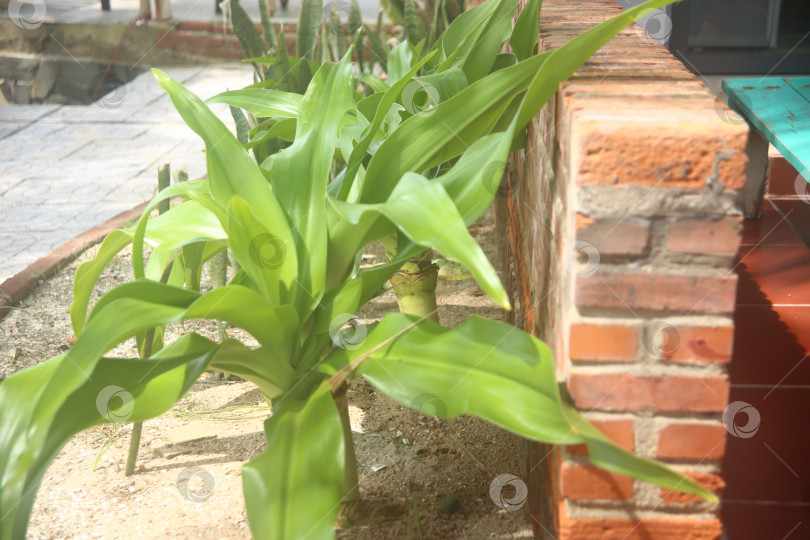 Скачать Экзотический кустарник зеленый фотосток Ozero