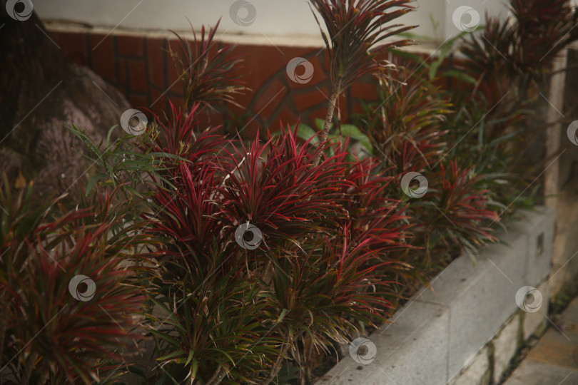 Скачать Зелень с листьями и куст фотосток Ozero