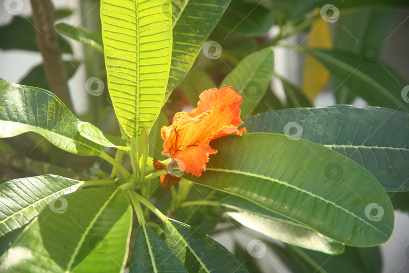 Скачать Оранжевые цветы красивые крупным планом фотосток Ozero