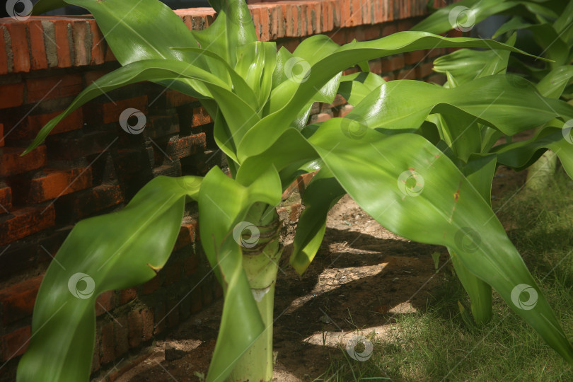 Скачать Экзотический кустарник зеленый фотосток Ozero