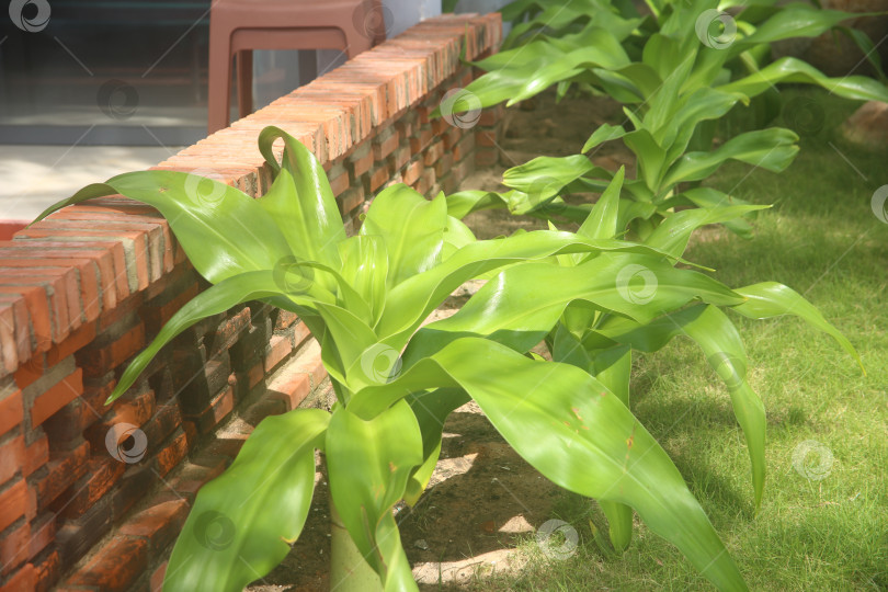 Скачать Экзотический кустарник во дворе фотосток Ozero