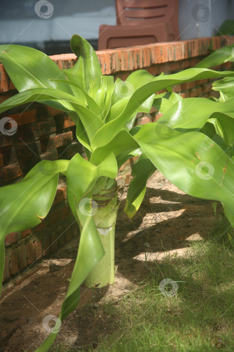 Скачать Экзотический кустарник зеленый фотосток Ozero