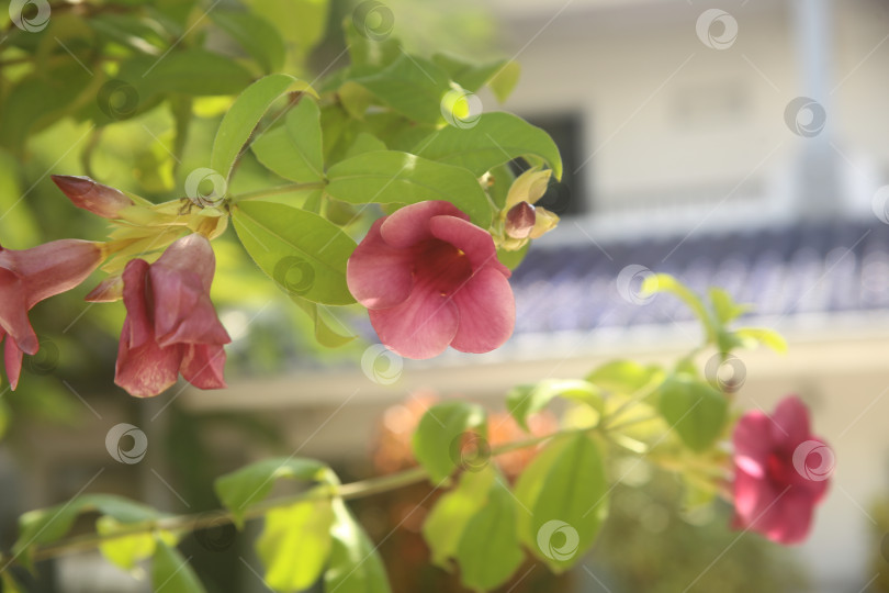 Скачать Цветок сиреневый красивый фотосток Ozero