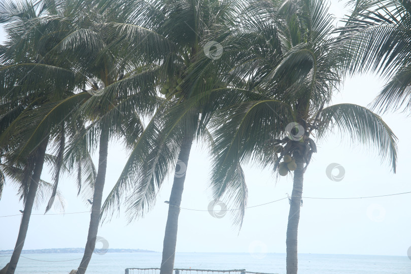 Скачать Пляж, пальмы, волны и синее небо фотосток Ozero