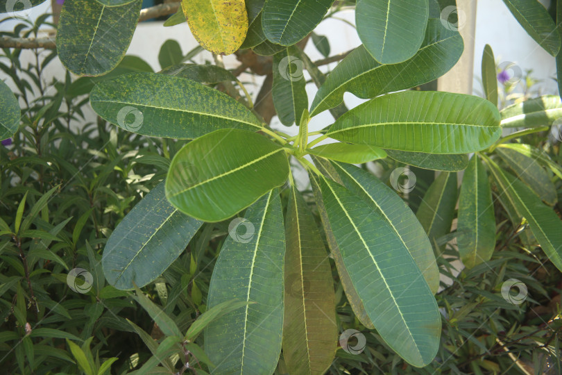 Скачать Экзотический кустарник зеленый фотосток Ozero