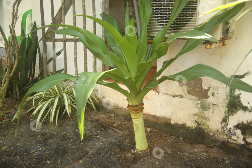 Скачать Экзотический кустарник зеленый фотосток Ozero