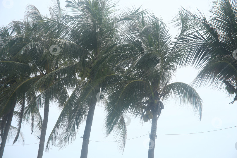 Скачать Пейзаж с морским пляжем и пальмами фотосток Ozero