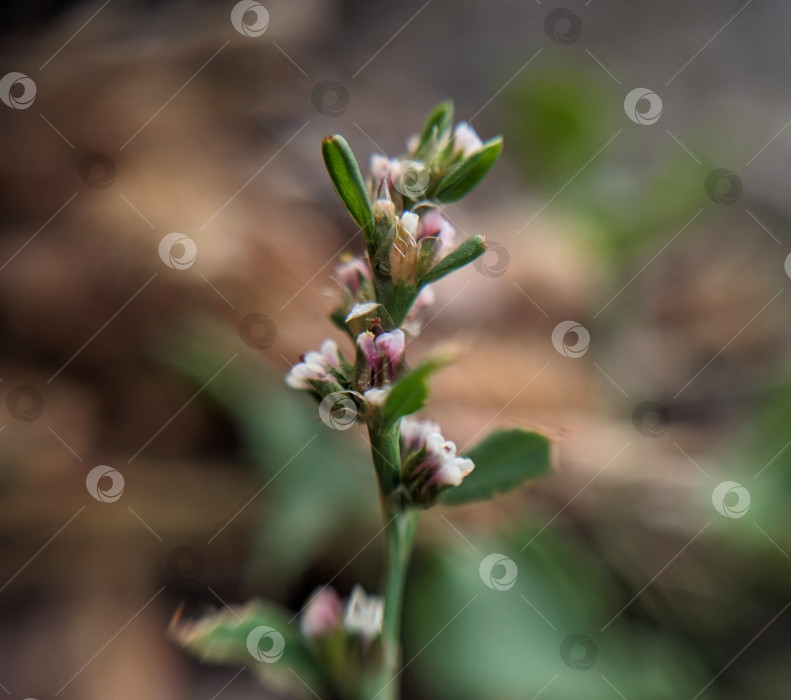 Скачать Макрофотография маленького растения с белыми маленькими цветами и зелеными листьями фотосток Ozero