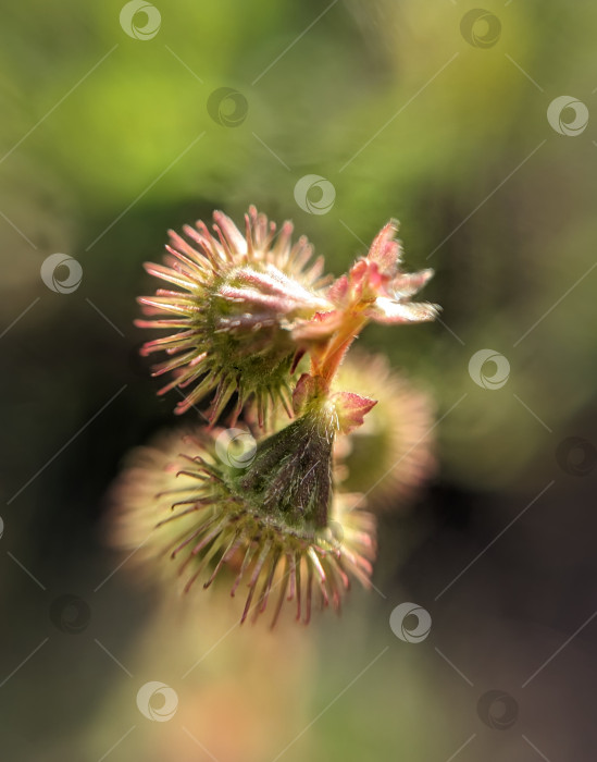 Скачать Макрофотография зеленых колючих семян на стебле растения фотосток Ozero