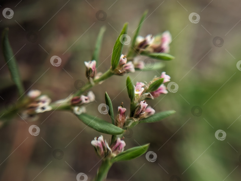 Скачать Макрофотография растений с белыми маленькими цветами и зелеными листьями фотосток Ozero