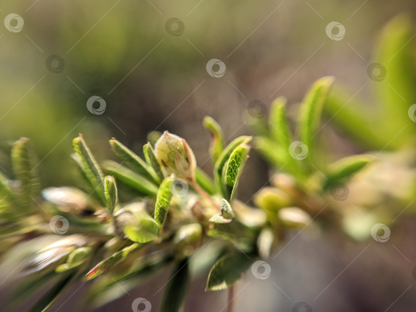 Скачать Макрофотография маленького зеленого растения с листьями и семенными стручками фотосток Ozero
