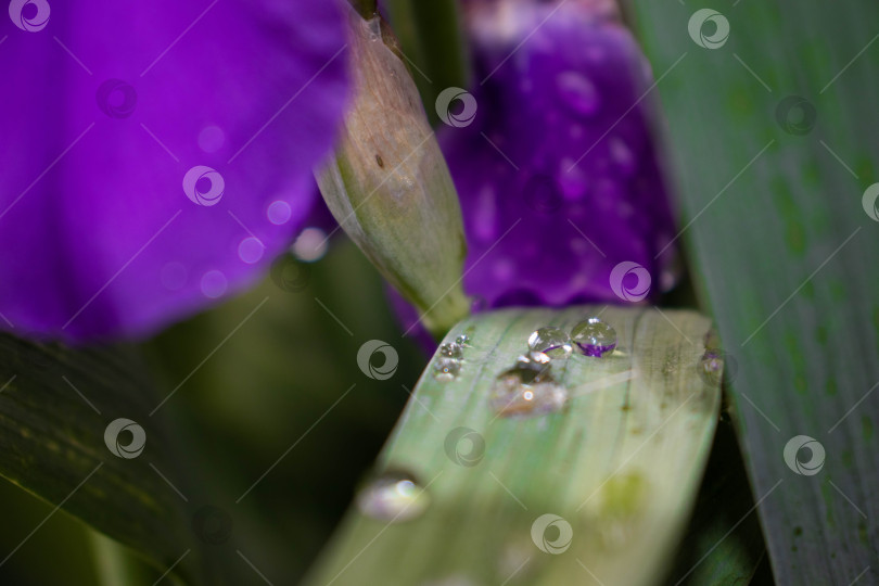 Скачать Сверкающие капли дождя на цветущем листе ириса, отражающие цветок ириса. Фиолетовый лист ириса покрыт каплями воды после дождя. Капли росы на листе бородатого ириса. Крупный план на размытом фоне. фотосток Ozero