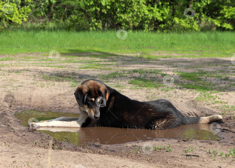 Скачать Стерилизованная и вакцинированная дикая собака с меткой TNR на ухе остывает в грязной луже на грунтовой дороге в сельской местности. Проблема борьбы с популяцией бездомных животных. Ловушка-кастрация-надрезание ушей. фотосток Ozero