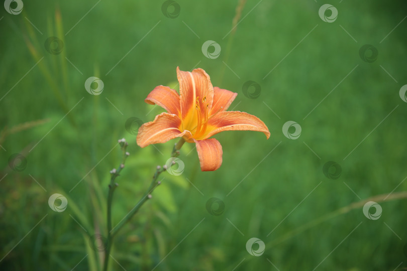 Скачать Лилии цветы красивые крупным планом фотосток Ozero