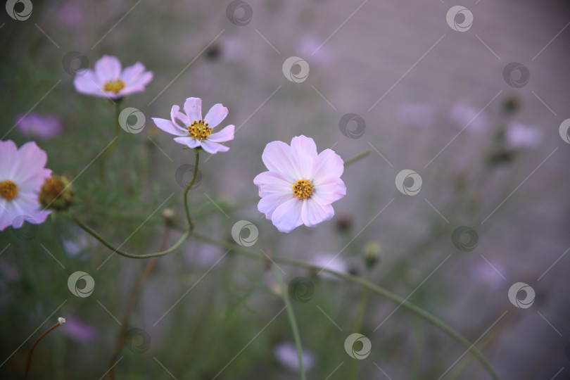 Скачать Белые цветы красивые фотосток Ozero