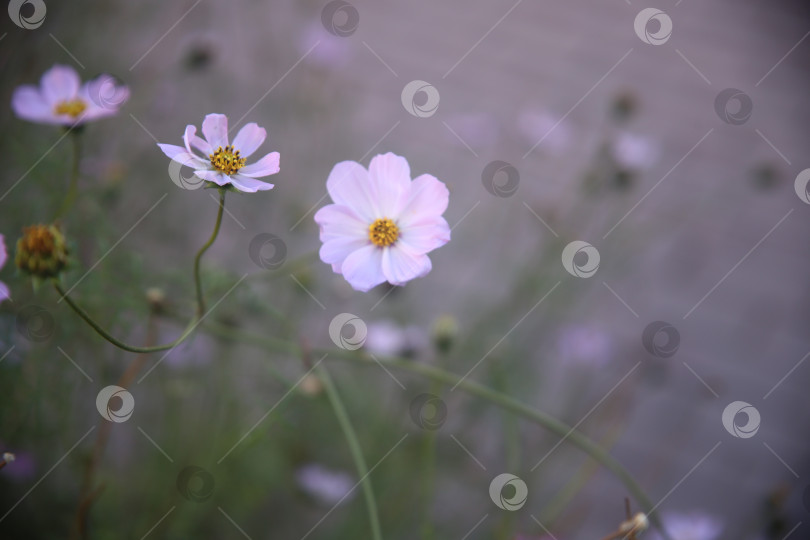 Скачать Белые цветы красивые крупным планом фотосток Ozero