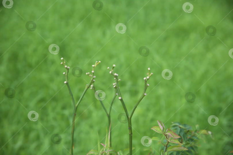 Скачать Зелень и трава в лесу фотосток Ozero