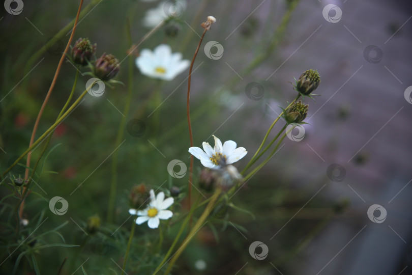 Скачать Белые нежные цветы красивые фотосток Ozero