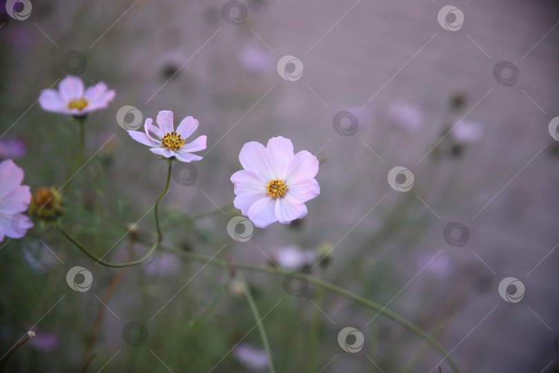 Скачать Белые цветы красивые крупным планом фотосток Ozero