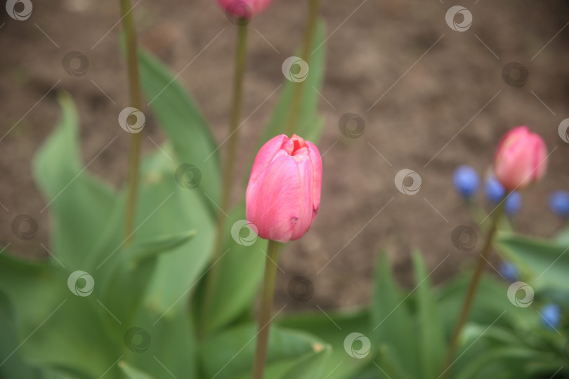Скачать Нежные цветы тюльпана на кустарнике фотосток Ozero