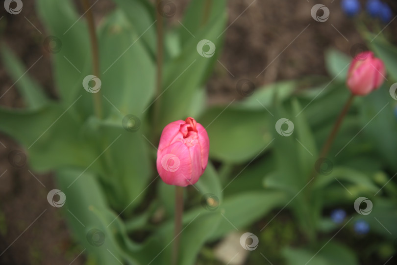 Скачать Нежный бутон алого тюльпана фотосток Ozero