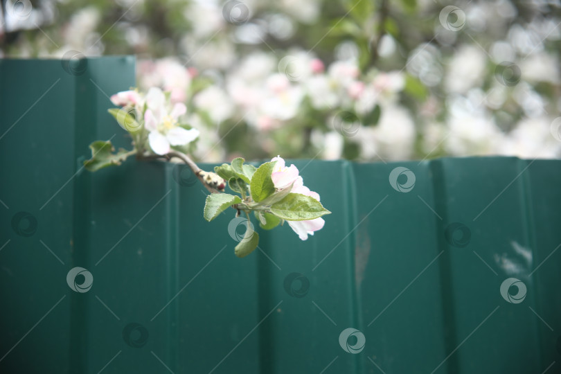 Скачать Белые цветы красивые крупным планом фотосток Ozero