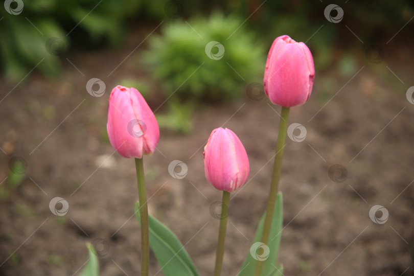 Скачать Нежные цветы алого тюльпана фотосток Ozero
