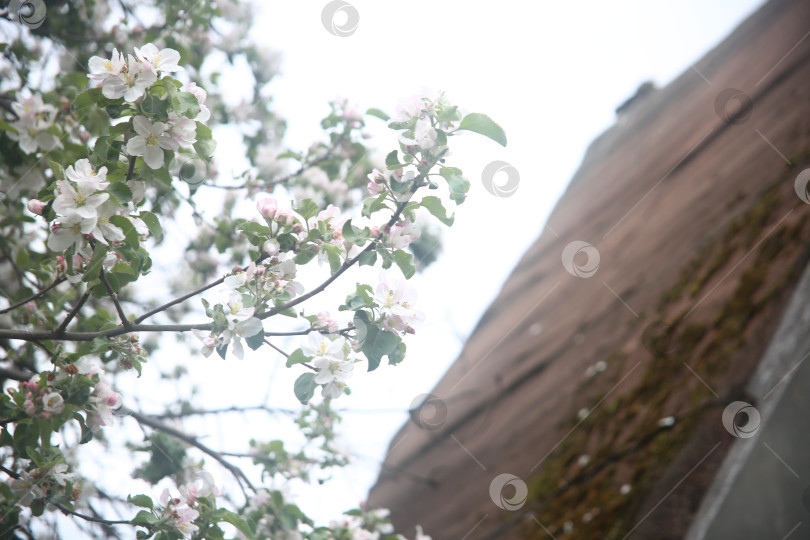 Скачать Белые цветы красивые крупным планом фотосток Ozero