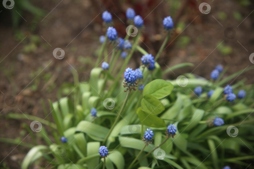 Скачать Фиолетовые цветы красивые фотосток Ozero