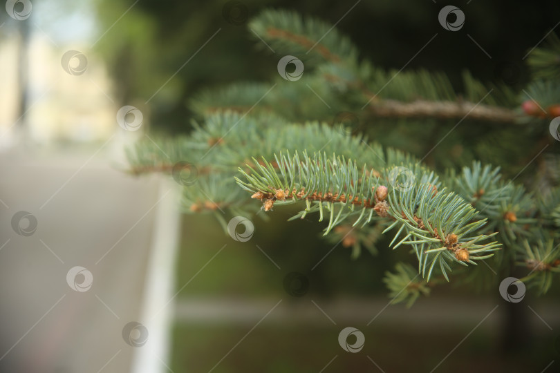 Скачать Еловое дерево в лесу фотосток Ozero