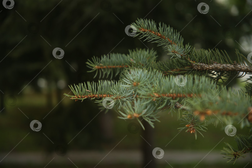 Скачать Ветка ели в лесу фотосток Ozero