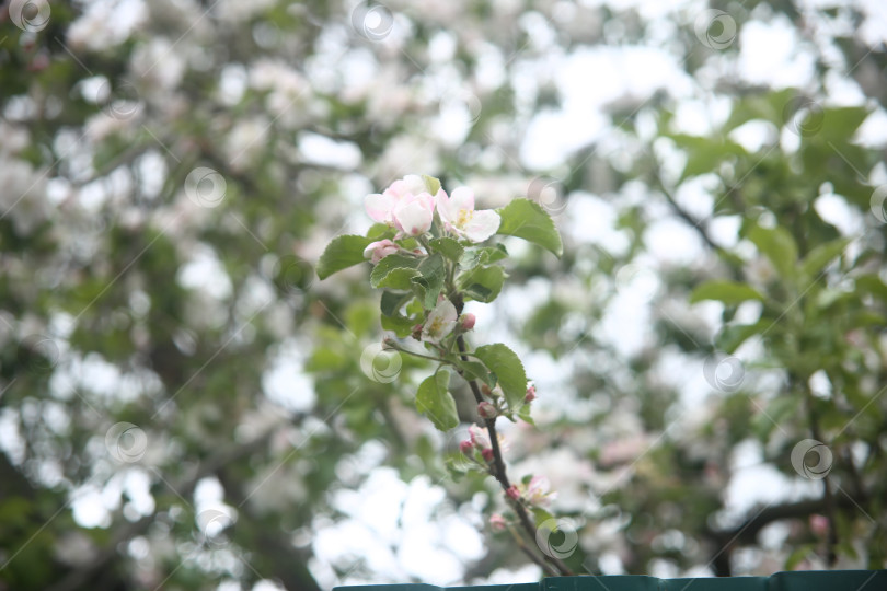 Скачать Белые цветы красивые фотосток Ozero