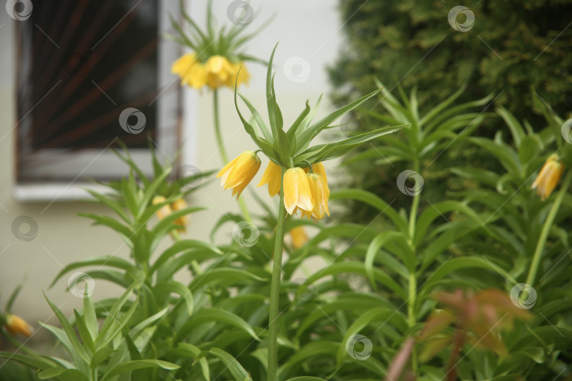 Скачать Желтые цветы красивые крупным планом фотосток Ozero